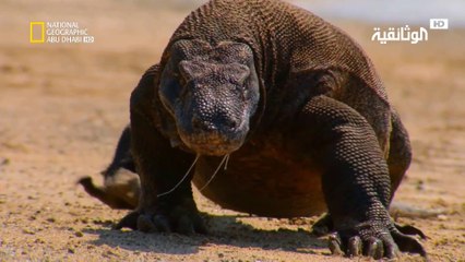 إندونيسيا البرية | أرض التنانيين