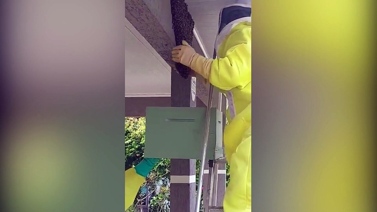 Defesa Civil realiza retira de enxame de abelhas que estava em beiral de casa