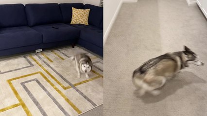 Adorable dog gets ZOOMIES and starts jumping on & off the sofa out of excitement