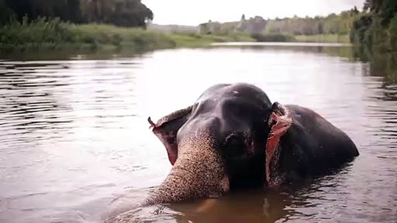 elephant intelligence spraying water and playing