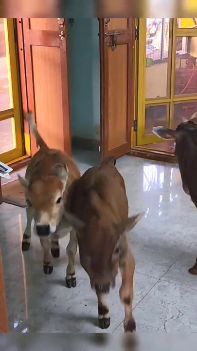 mini cows Jumping on House  miniature Punganuru Cows Smallest cows Shotest  cows_
