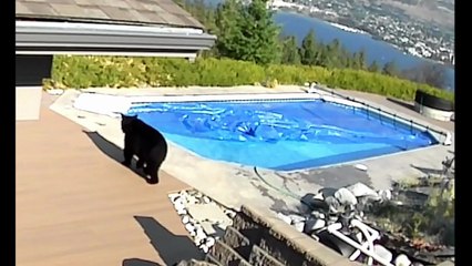 Bears' Pool Party Caught on Security Camera
