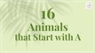 16 Animals that Start with A | Animals Name | Learn Animals Name | Alphabetical Animal List