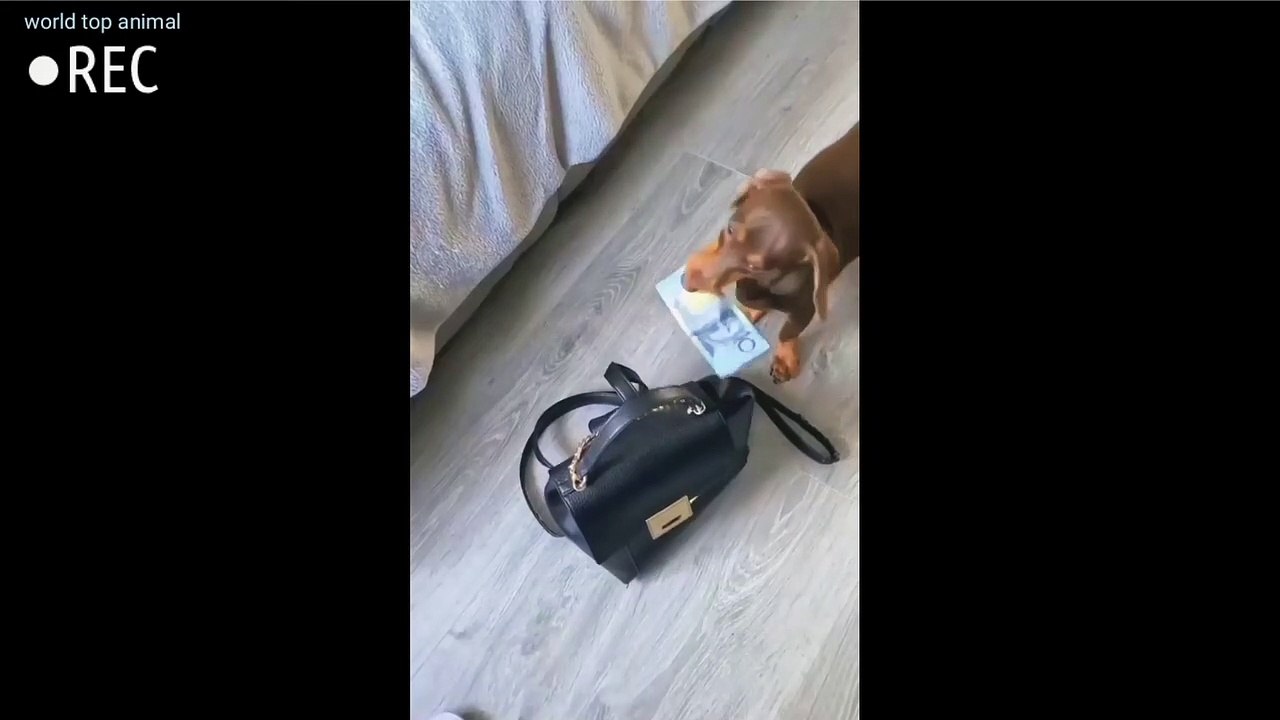 K Catudogs video #short