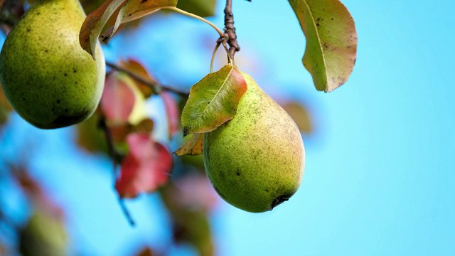 Scienza & Salute: 'La pera, dolce frutto per tutti'