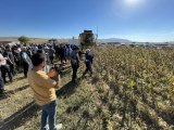 Erzurum gündem haberleri | Erzurum'un 2300 rakımlı Daphan Ovası'nda ayçiçeği hasadına başlandı