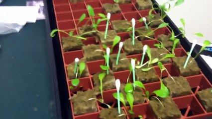 Transfering Seedlings from Rockwool to Hydroponic System