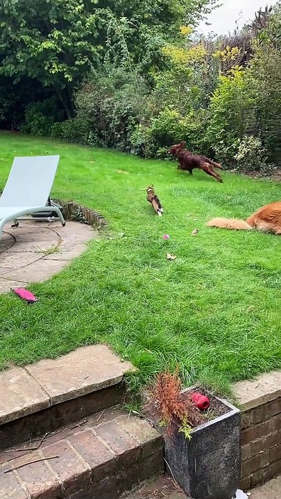 Kitty Chases Dog Around Yard