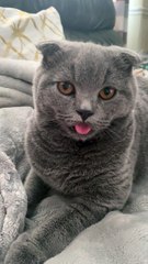 Oddball Kitty Licks Air