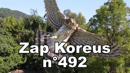 Zap Koreus n°492