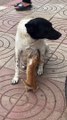 Mama Dog Feeds Hungry Kitty in the Street