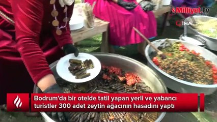 Turistler tatili bırakıp zeytin topladı
