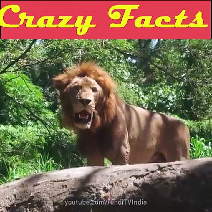 Crazy_Facts_About_Animals__-_Amazing_Facts_-_Random_Facts_-_Mind_Blowing_Facts_in_Hindi_#Shorts(480p)