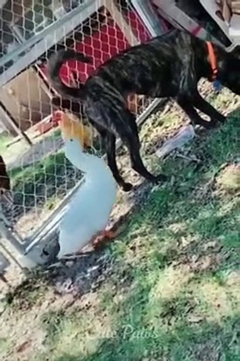 Cute Cats  and Dogs  Funniest Animals