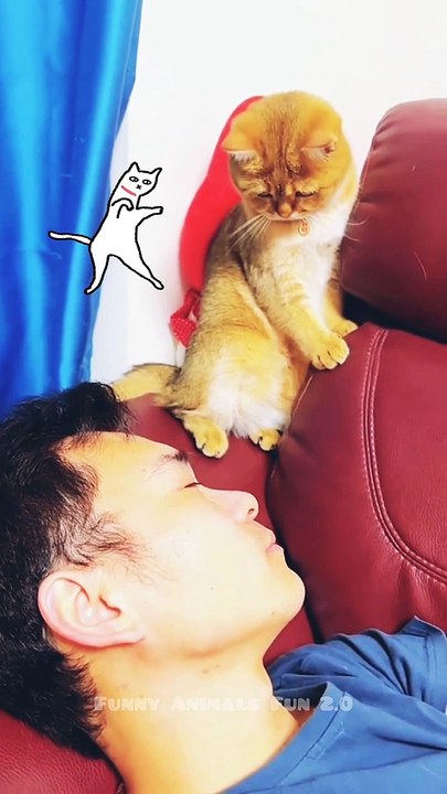 funny animal 2022 ||kukufun||