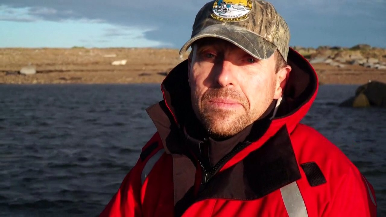 A vida decadente dos ursos polares longe das banquisas