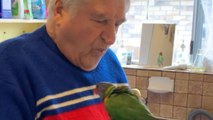 Woman Gifts Rainbow Lorikeet That Landed On Her Head To Grandpa | Happily TV