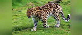 Cheetah interesting facts l amazing facts about Cheetah in Hindi