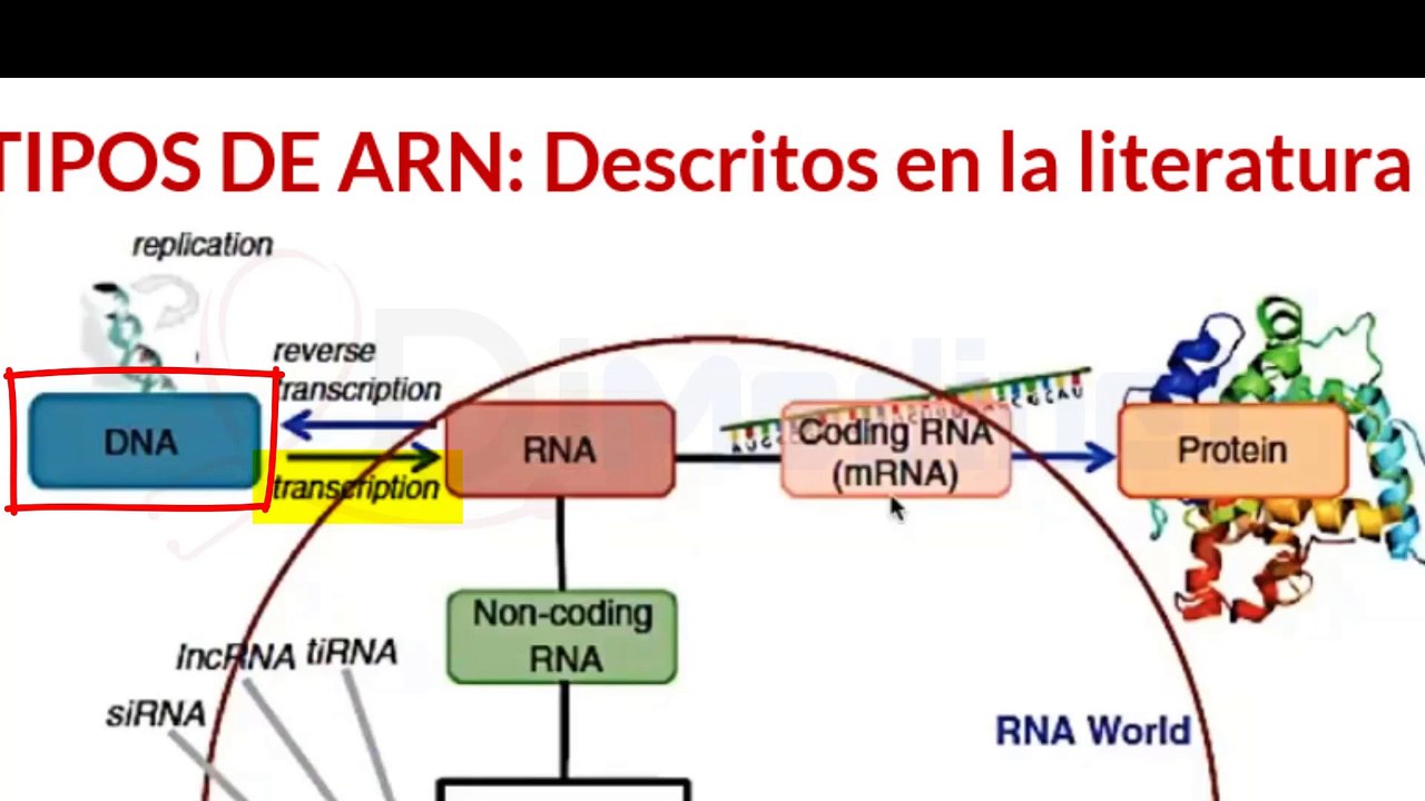✅  4. El MULTIFACETICO ARN (Acido Ribonucleico) !EXPLICADO!