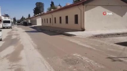 Kedi vahşeti...Sokak kedilerinin ayaklarını kestiler