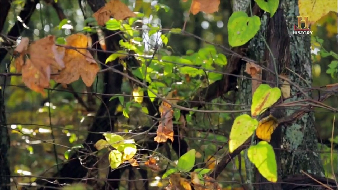 Appalachian Outlaws - Im Ginsengrausch Staffel 2 Folge 3 HD Deutsch