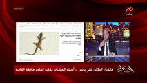 اعرف ليه البرص بيقطع ديله بنفسه؟د. علي يونس أستاذ الحشرات بعلوم القاهرة يوضح