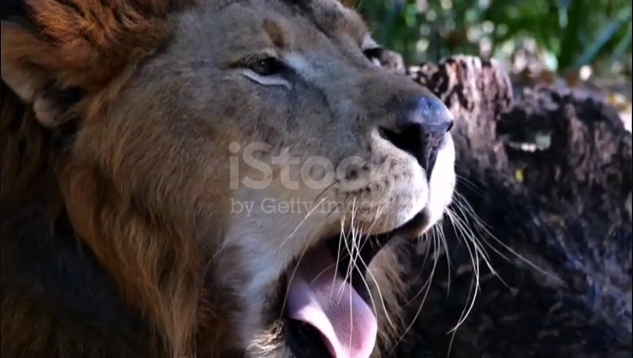 Lion Rour (زئير الأسد)