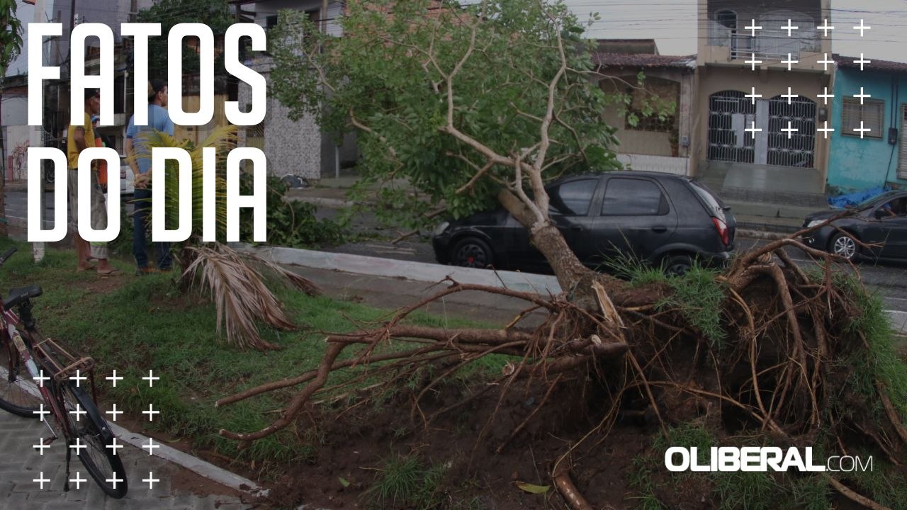 Tempestade derruba árvores e destelha casas na...
