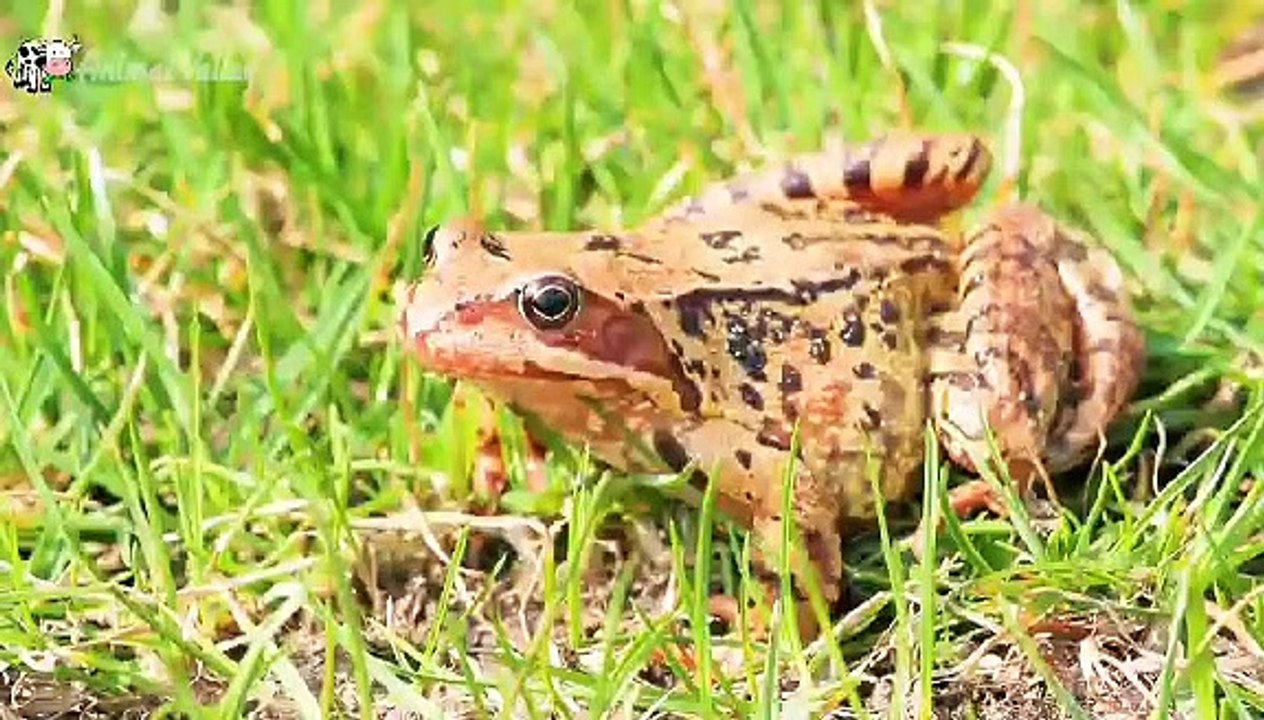 Funny animals around us, elephants, horses, cows, cats, monkeys, bears,buffalo, peacock,panda,horse,tiger,hynea,fox,lion,wolf,elephant, jaguar,giraffe, cat,dog,rat,