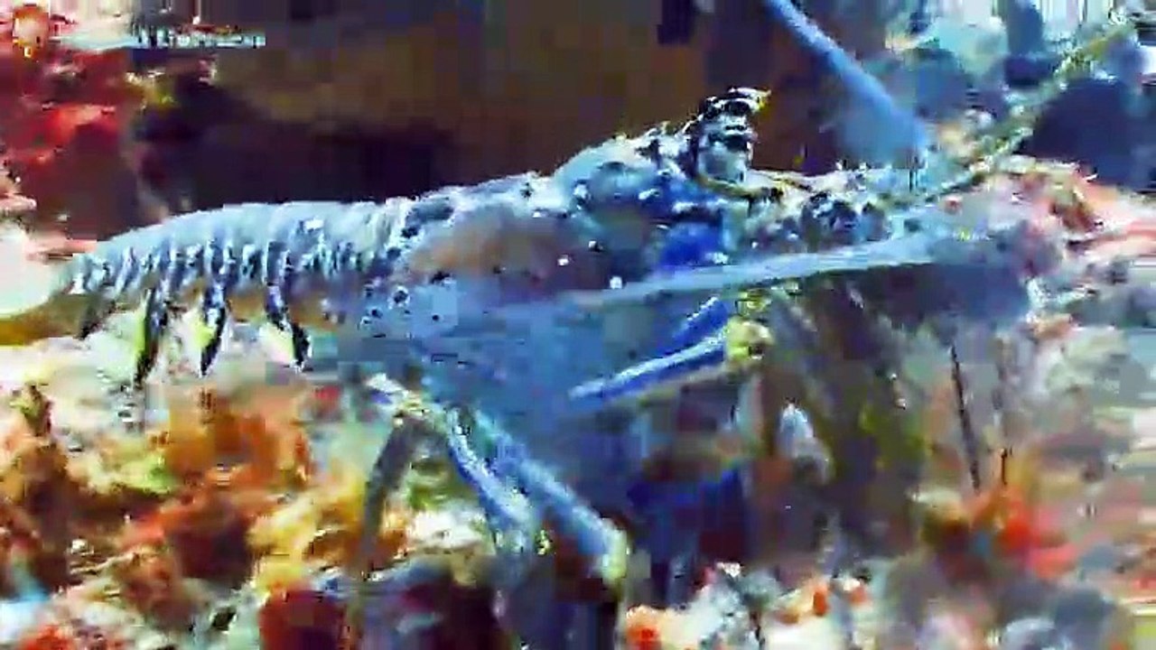 Funny animal sounds around us Cat,  dog, rat, monkey, gorilla,horse, hen,elephant, giraffe, zebra, squirrel, ostrich,panda,bear, wolf, hynea,lion,tiger 2022