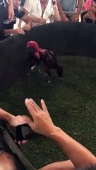 Tía Tầu Ngầm kéo lúa