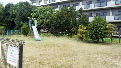 Dragonflies in the Park in Japan