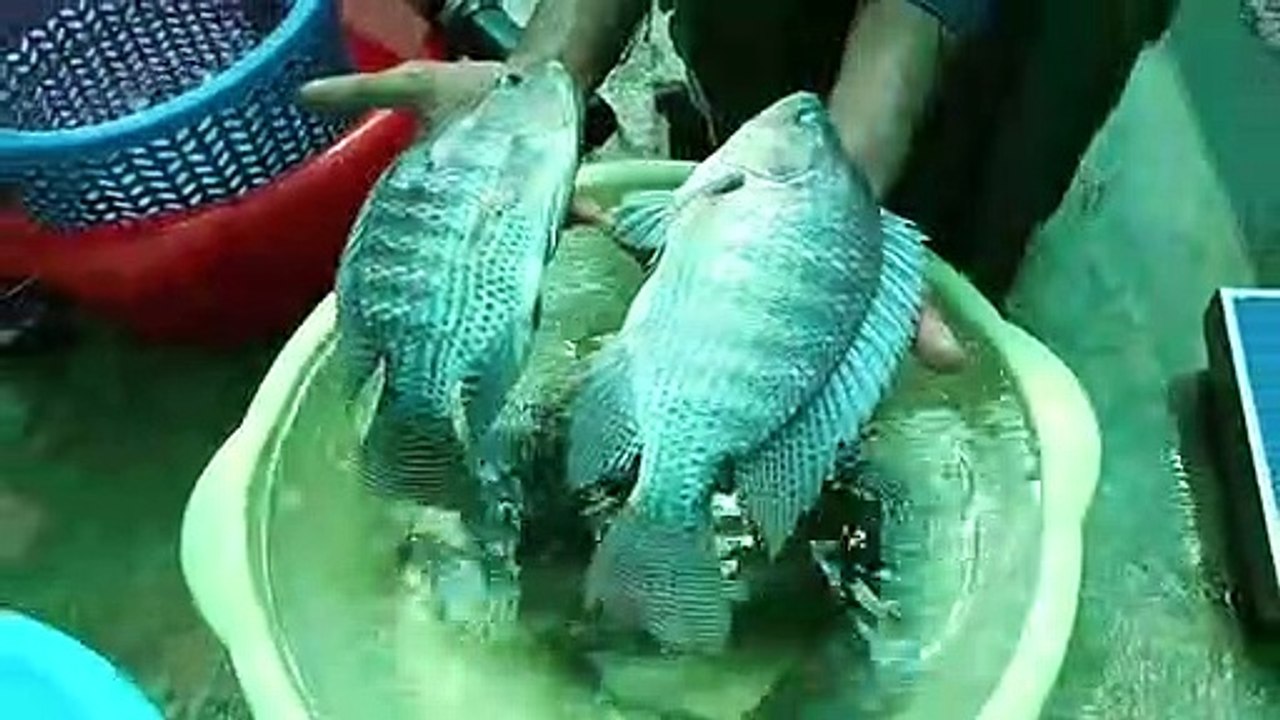 tilapia fish farming fish farming video Dailymotion