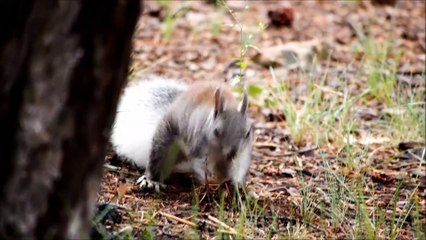 So cute and beautiful animal