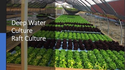 Overview of Hydroponic Lettuce