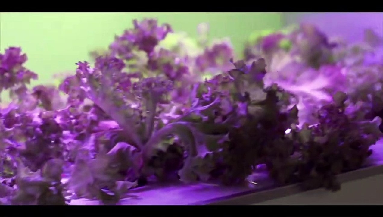Indoor Hydroponic System _ Automatic _ Future Farm _ Technology _ Lights _ Farming.