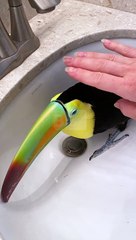 Toucan ronronne lorsqu'il est caressé - Buzz Buddy