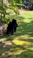 Famille d'ours jouant dans l'herbe - Buzz Buddy