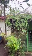 Piscine transformée en habitat de crocodile - Buzz Buddy