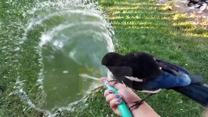 La pie amicale prend un bain - Buzz Buddy
