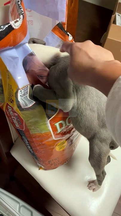 Le chiot est avide de croquettes - Buzz Buddy