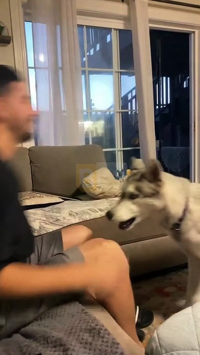 Ne faites pas de fausses promesses à un husky - Buzz Buddy