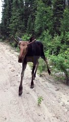 Rencontre rapprochée avec un jeune orignal mâle - Buzz Buddy