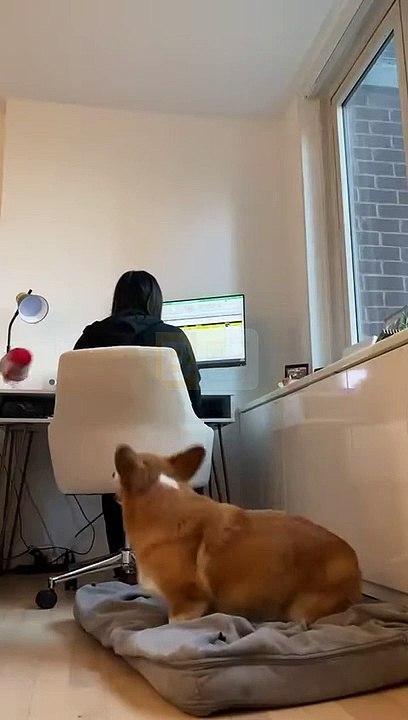 Le chien essaie de jouer à la balle pendant les heures de travail - Buzz Buddy