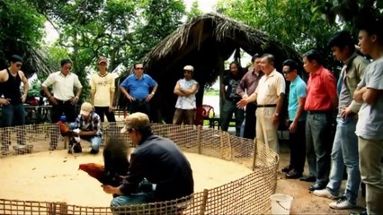 Những Đứa Con Biệt Động Sài Gòn - Tập 7