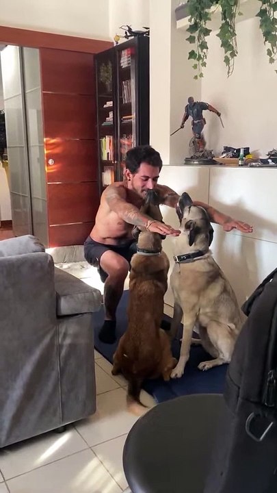 Les chiens veulent rejoindre l'entraînement - Buzz Buddy