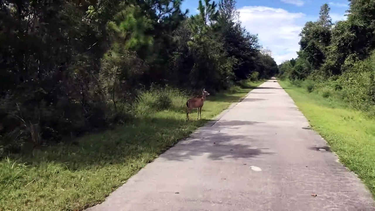 Rencontre avec un alligator de près de 10 pieds sur une piste cyclable - Buzz Buddy