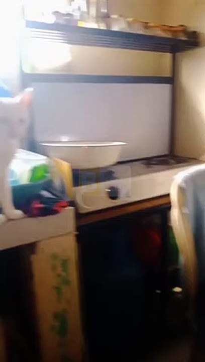 Le chat chante sur la chanson - Buzz Buddy