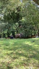 Un gros chien tire un homme dans la rivière après avoir poursuivi un bâton - Buzz Buddy