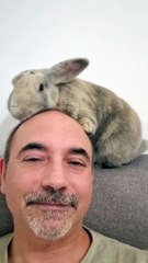 Le lapin aide à garder le cuir chevelu propre - Buzz Buddy